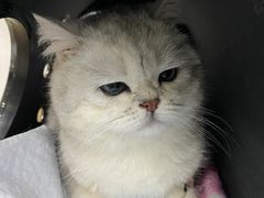 -伟伟宠物医院·CT影像中心·瑞派犬猫综合性门诊(汉口总院)