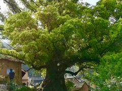-杨家堂村