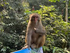 -西双版纳原始森林公园