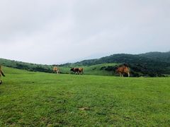 -大姆山草场