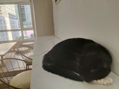 -鼓捣猫呢主题猫咖店