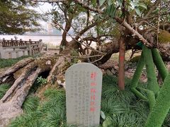 -江心屿景区