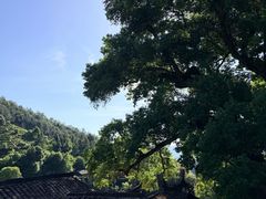 -杨家堂村