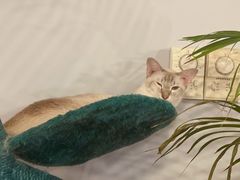 -Cappucimeow猫咪咖啡馆(韦伯时代店)