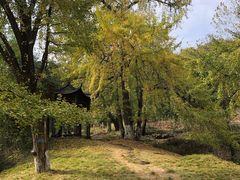 -千年银杏谷文化旅游区