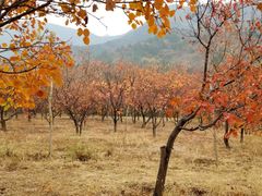 -北京十三陵国家森林公园蟒山景区