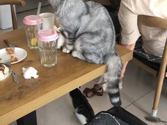 -平行世界·猫咖(首经贸店)