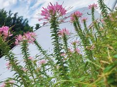 -赏点粤式点心(广州塔店)