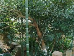 -望江楼公园