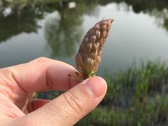 -花溪公园