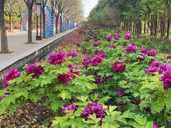-洛阳市隋唐城遗址植物园