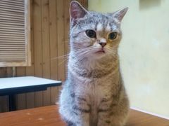 -猫色咖啡·猫咖