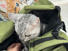 -纳吉亚猫专科动物诊疗中心(蒋宅口分院)