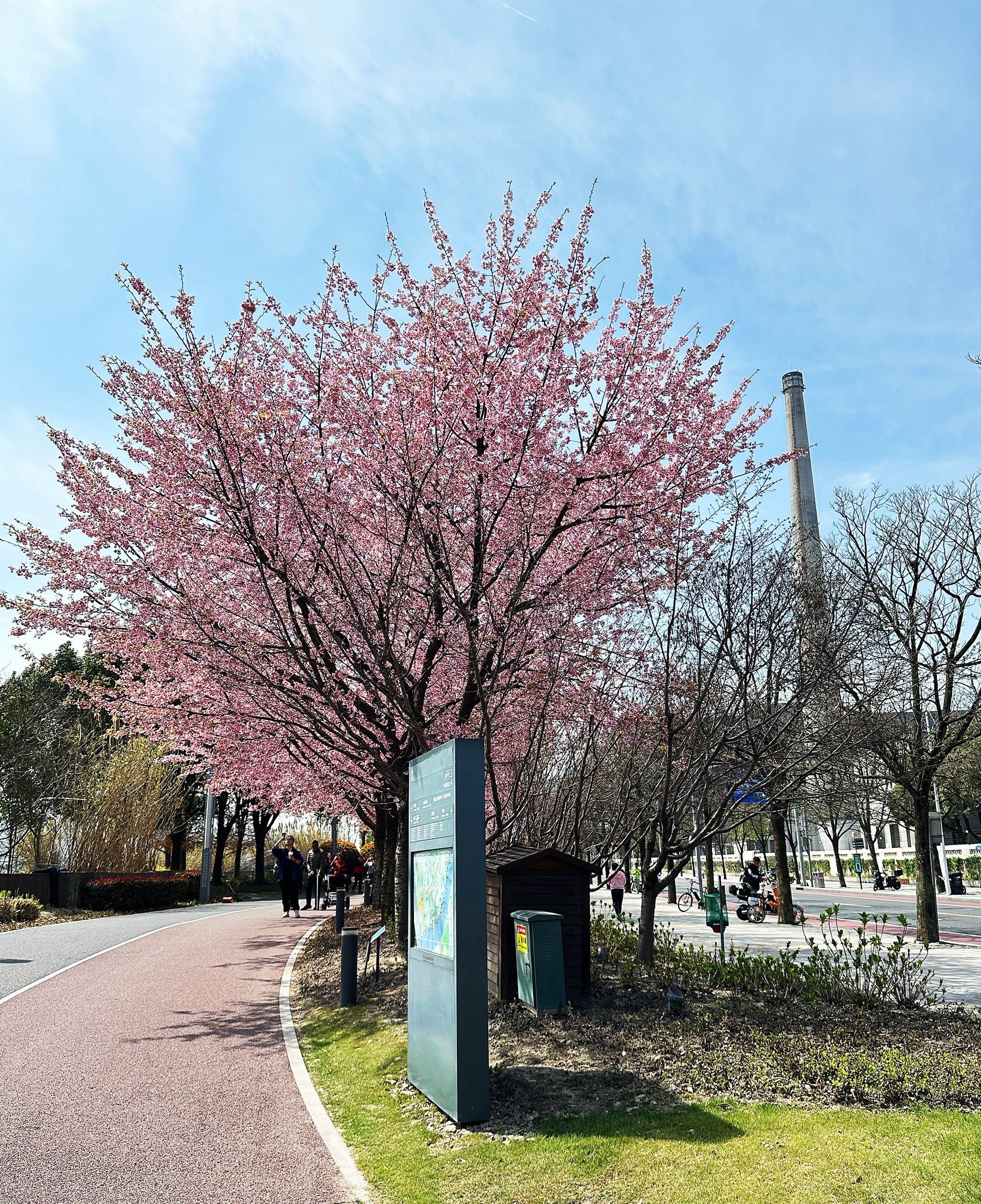 苗江路上的黄浦滨江南浦大桥下,粉色的樱花在春风中轻轻摇曳.