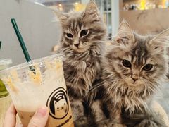-楼上猫咖(罗湖店)