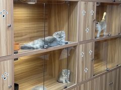 -猫十亿·布偶金渐层·曼基康矮脚猫舍(青年路店)