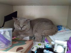 -鼓捣猫呢主题猫咖店
