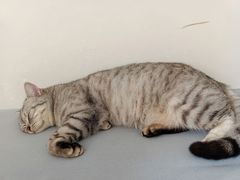 -瑞鹏宠物医院·夜间急症·心超·猫科(祖庙分店)