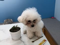 -喵宠乐园·撸猫互动·猫舍