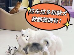 -怪兽屋·羊驼·猫咖·狗咖(俊华广场店)