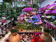 -越秀西湖花市(广州城市广场花卉店)