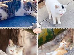 -崂山九水游览区