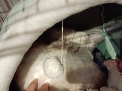 -脉冲品质汽美·贴膜(闵行店)