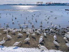 -烟墩角天鹅湖