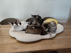 -有喵·猫咖·狗咖·30几只猫10只小狗(岗厦店)