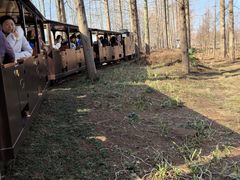 -黄海国家森林公园