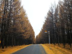 -塞罕坝国家级自然保护区