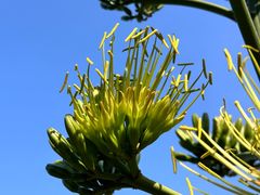 -中国科学院华南植物园