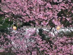 -南山植物园