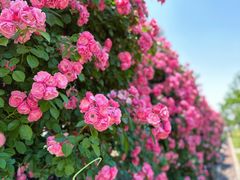 -广富林郊野公园