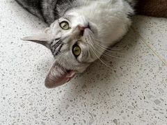 -飞行喵MR PILOT|猫舍·猫咖(静安大融城店)