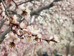 -桃花堤公园
