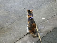 -Again Coffee Roaster(香蜜湖店)