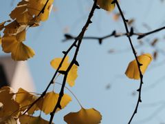 -千年银杏谷文化旅游区