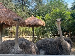 -北京野生动物园