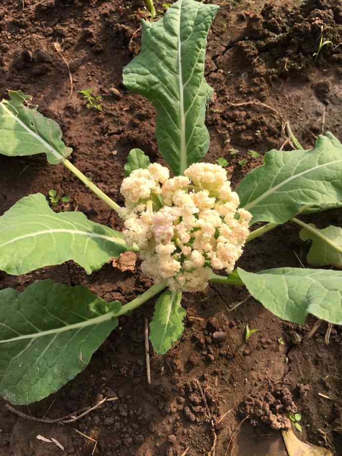 月亮湾开心农场·租地种菜(后薛各庄店)-"顺平路旁边的一家开心农场