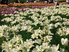 -径山花海
