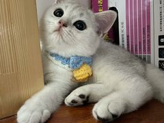 -糯米喵星人总部直营旗舰店·猫舍·幼猫出售