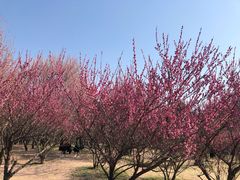 -蜀冈西峰生态公园