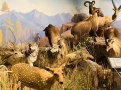 -陕西自然博物馆