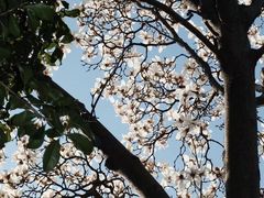 -苏州文庙(姑苏区)