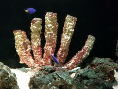 -暹罗海洋世界