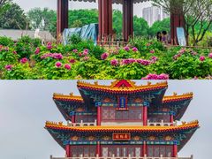 -曹州牡丹园