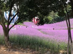 -大塘金香草谷