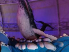 -烟台海昌鲸鲨海洋公园