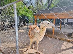 -长白岛森林公园